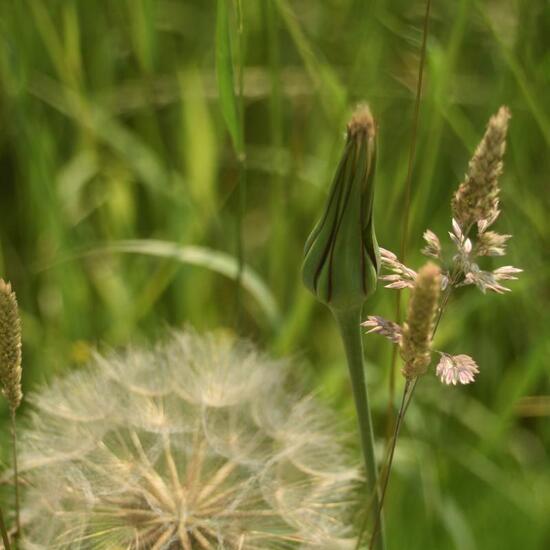 Tragopogon pratensis: Plant in habitat Road or Transportation in the NatureSpots App