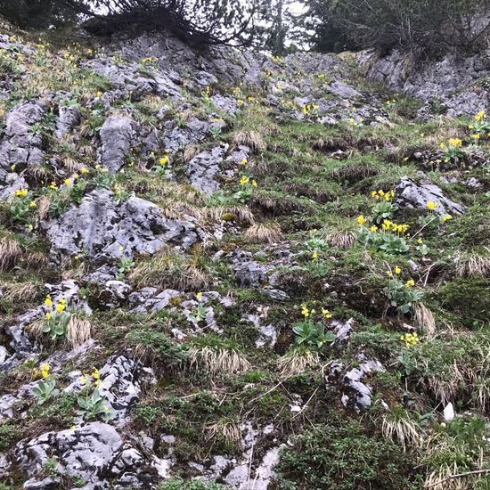 Primula auricula: Plant in habitat Rock areas in the NatureSpots App