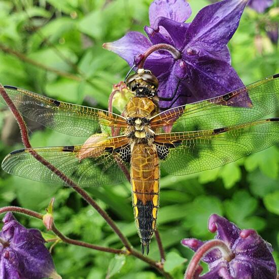 Four-spotted Chaser: Animal in habitat Garden in the NatureSpots App