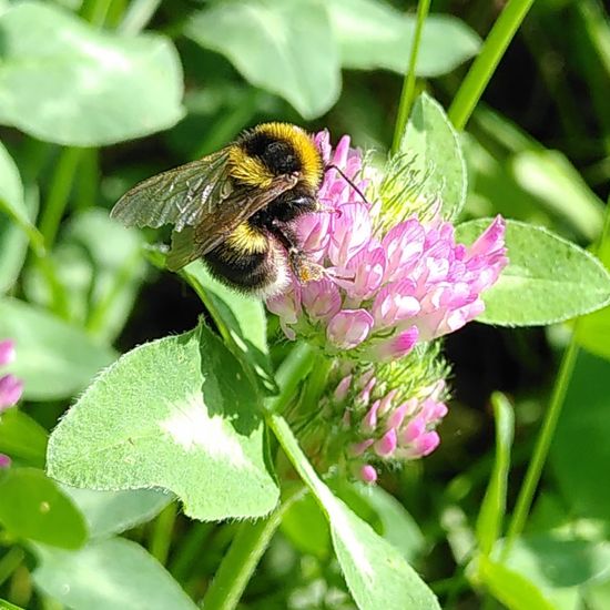 Bombus hortorum: Animal in habitat Natural Meadow in the NatureSpots App