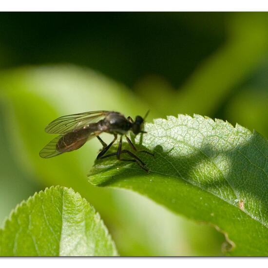 Dioctria hyalipennis: Animal in habitat Grassland in the NatureSpots App