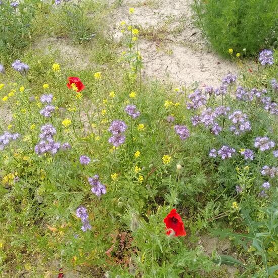 Landschaft: Landwirtschaft im Habitat Landwirtschaftliche Wiese in der NatureSpots App