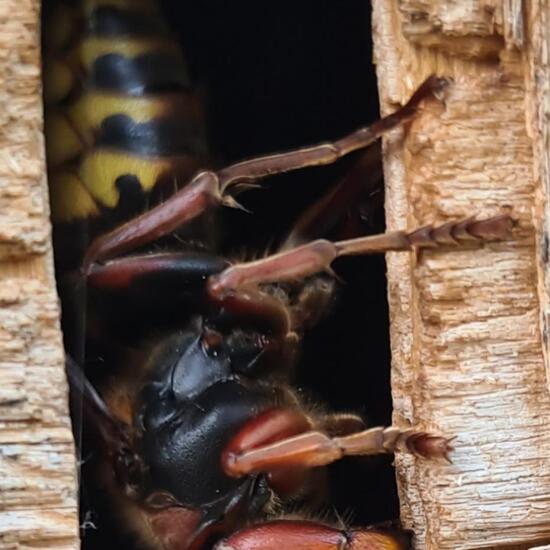 European hornet: Animal in nature in the NatureSpots App