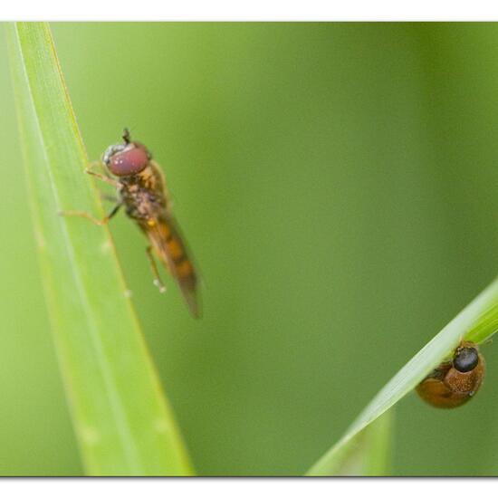 Melanostoma mellinum: Animal in habitat Garden agriculture in the NatureSpots App