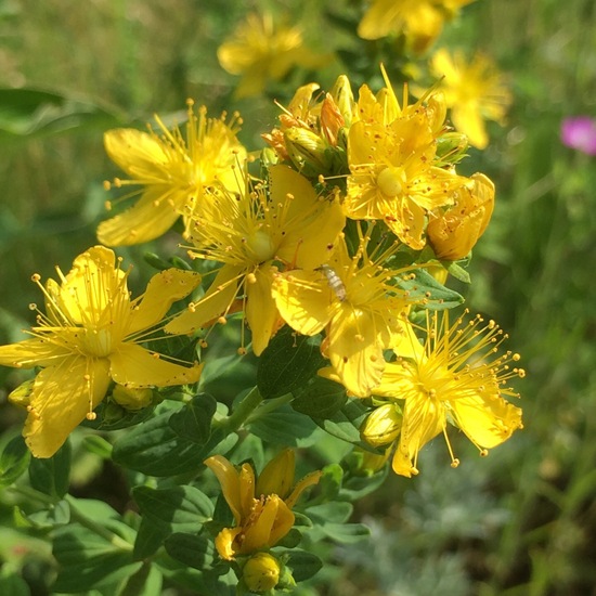 Hypericum perforatum: Plant in habitat Garden in the NatureSpots App