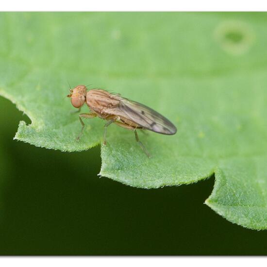 Opomyza petrei: Tier im Habitat Gartenkultur in der NatureSpots App