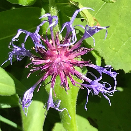 Centaurea montana: Plant in habitat Riparian forest in the NatureSpots App