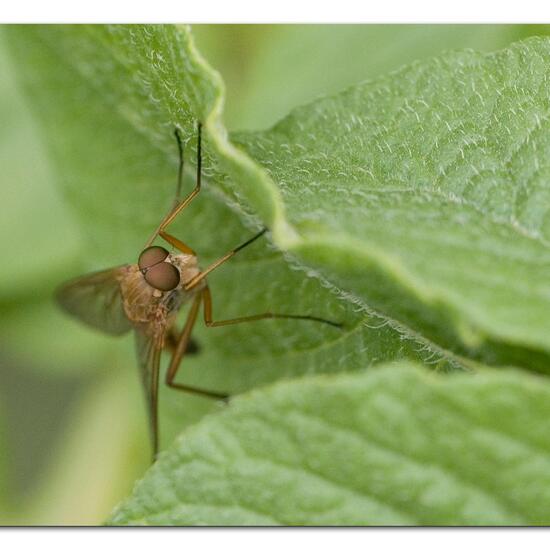 Rhagio tringarius: Tier im Habitat Gartenkultur in der NatureSpots App