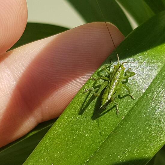 Grünes Heupferd: Tier im Habitat Hecke/Blumenbeet in der NatureSpots App