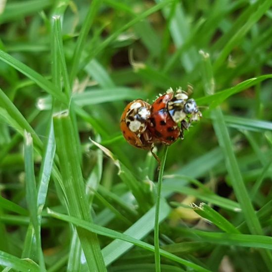 Subcoccinella vigintiquatuorpunctata: Animal in habitat Park in the NatureSpots App