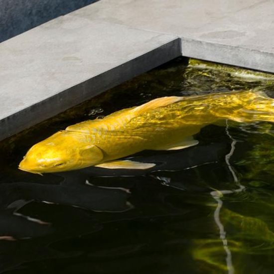 Landschaft: Süßwasser im Habitat Teich in der NatureSpots App