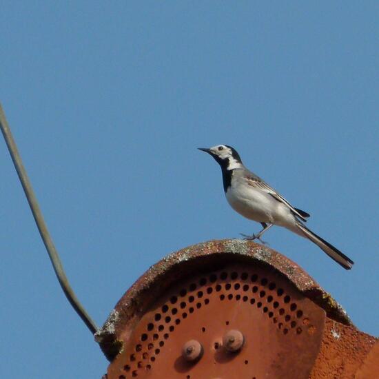 White Wagtail: Animal in nature in the NatureSpots App