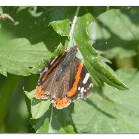 Vanessa atalanta: Animal in habitat Road or Transportation in the NatureSpots App