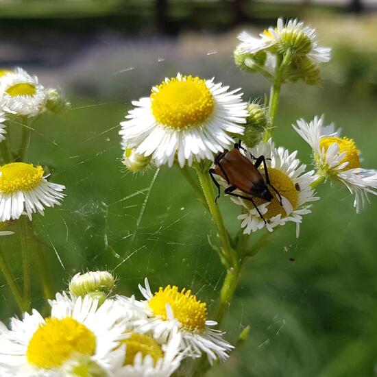 Cerambycidae: Animal in habitat Park in the NatureSpots App