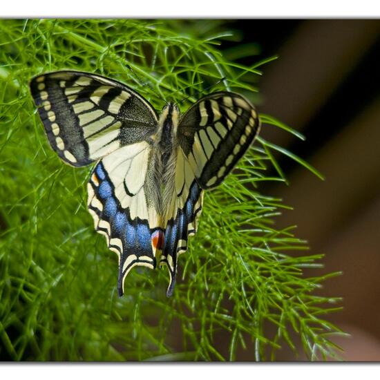 Papilio machaon: Animal in habitat Garden in the NatureSpots App