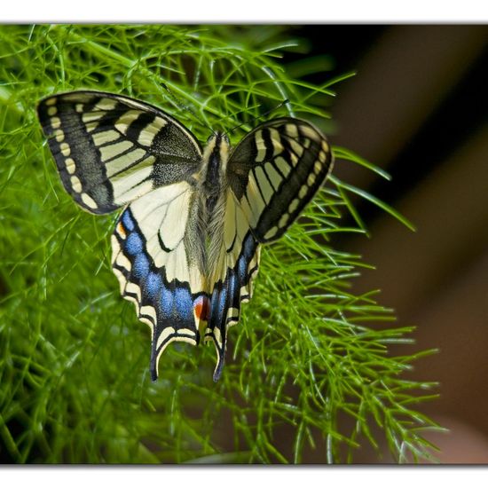 Papilio machaon: Animal in habitat Garden in the NatureSpots App