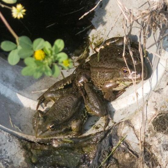 Marsh Frog: Animal in habitat Road or Transportation in the NatureSpots App