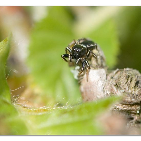 Heliophanus cupreus: Tier im Habitat Garten in der NatureSpots App