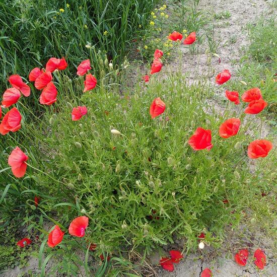 Klatschmohn: Pflanze im Habitat Landwirtschaftliche Wiese in der NatureSpots App