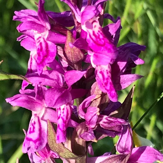 Dactylorhiza maculata: Plant in habitat Swamp in the NatureSpots App