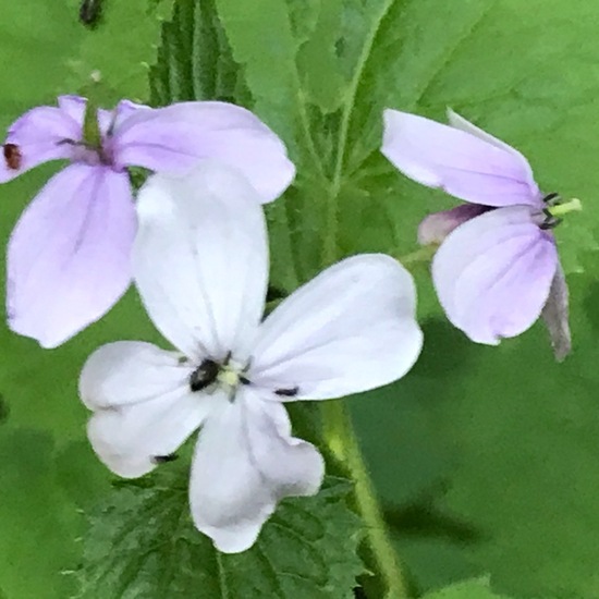 Lunaria: Plant in habitat Temperate forest in the NatureSpots App