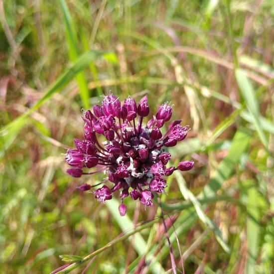 Allium scorodoprasum: Plant in habitat Buffer strip in the NatureSpots App