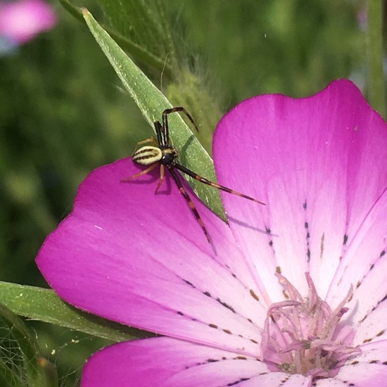 Veränderliche Krabbenspinne: Tier im Habitat Garten in der NatureSpots App