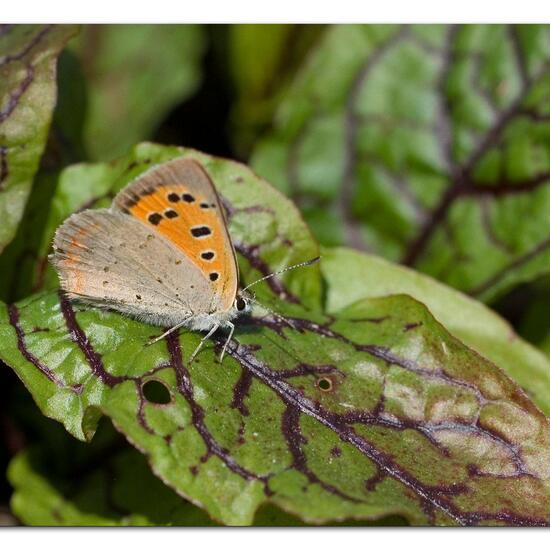 Lycaena phlaeas: Animal in habitat Road or Transportation in the NatureSpots App