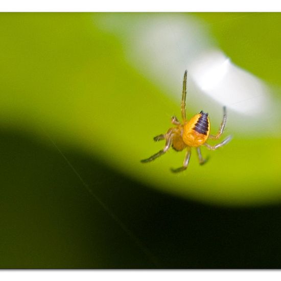 Gartenkreuzspinne: Tier im Habitat Garten in der NatureSpots App