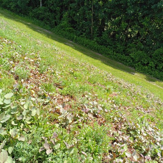 Fallopia japonica: Pflanze im Habitat Naturnahe Wiese in der NatureSpots App