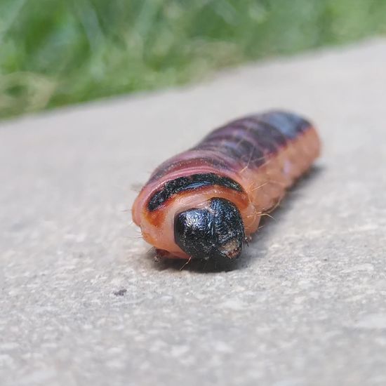 Weidenbohrer: Tier im Habitat Garten in der NatureSpots App