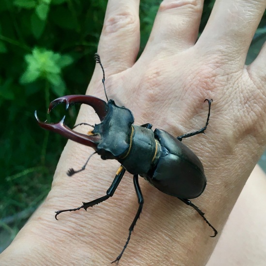 Hirschkäfer: Tier im Habitat Garten in der NatureSpots App