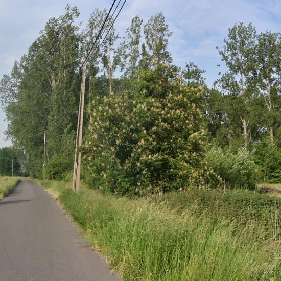 Landschaft: Stadt und Garten im Habitat Strasse/Verkehr in der NatureSpots App