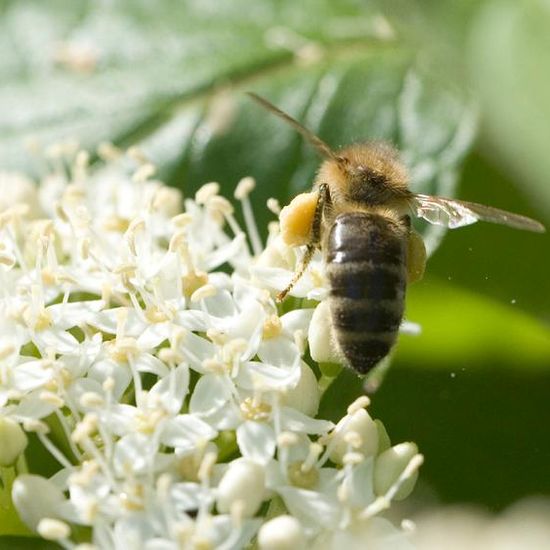 Westliche Honigbiene: Tier im Habitat Landwirtschaftliche Wiese in der NatureSpots App