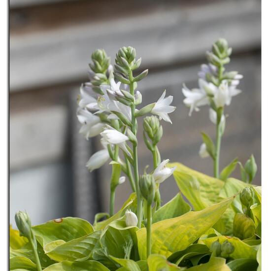 Hosta: Plant in habitat Garden in the NatureSpots App