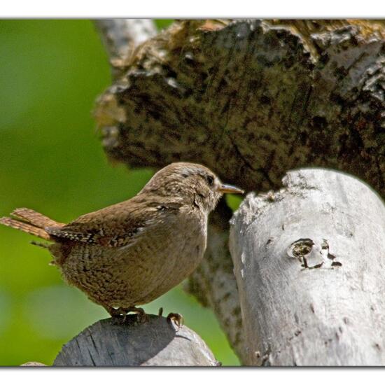 Eurasian Wren: Animal in habitat Backyard in the NatureSpots App