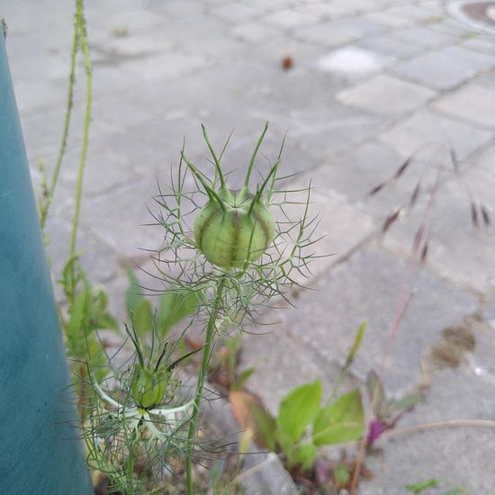 Jungfer im Grünen: Pflanze im Habitat Strasse/Verkehr in der NatureSpots App