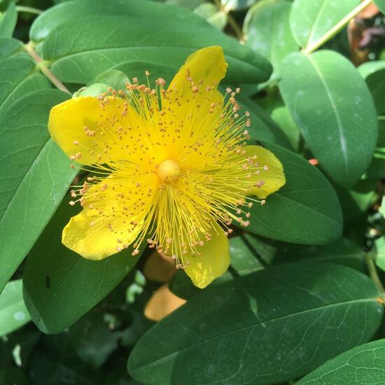 Hypericum hirsutum: Plant in nature in the NatureSpots App