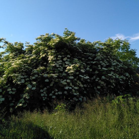 Sambucus nigra: Plant in habitat Buffer strip in the NatureSpots App