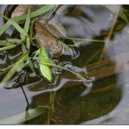 Tettigonia viridissima: Animal in habitat Semi-natural grassland in the NatureSpots App