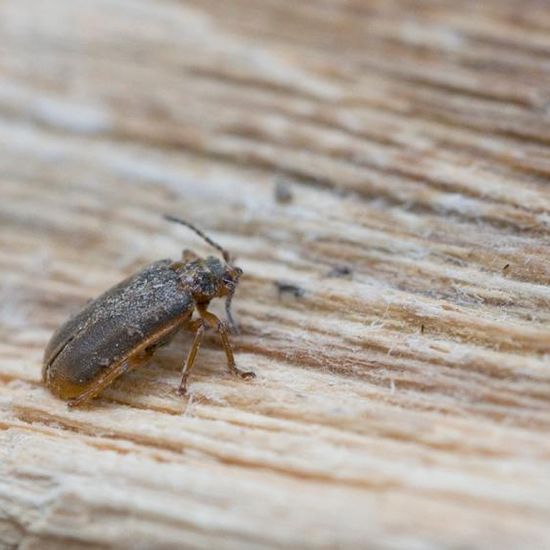 Seerosenblattkäfer: Tier im Habitat Garten in der NatureSpots App