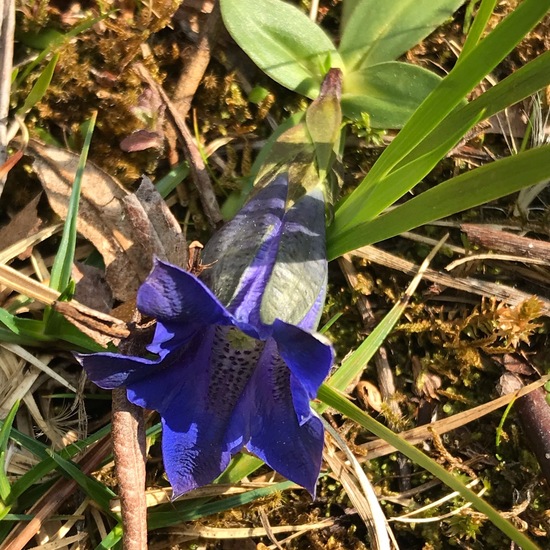 Gentiana acaulis: Plant in habitat Rock areas in the NatureSpots App