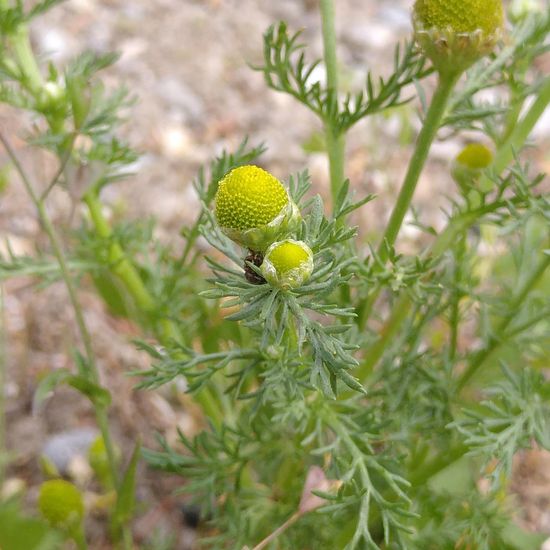 Matricaria discoidea: Plant in habitat Road or Transportation in the NatureSpots App