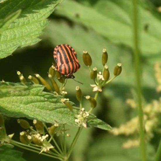 Graphosoma italicum: Tier im Habitat Strasse/Verkehr in der NatureSpots App