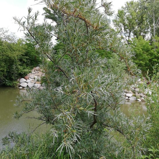 Hippophae rhamnoides: Plant in habitat River in the NatureSpots App