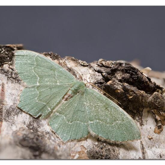 Gebüsch-Grünspanner: Tier im Habitat Stadt und Garten in der NatureSpots App