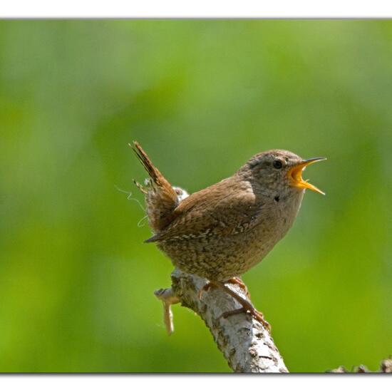 Eurasian Wren: Animal in habitat Backyard in the NatureSpots App