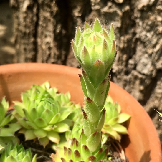 Sempervivum tectorum: Plant in habitat Garden in the NatureSpots App