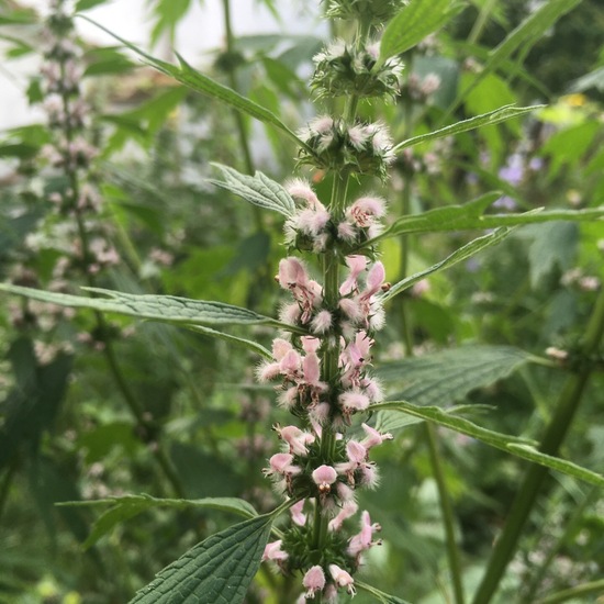 Echtes Herzgespann: Pflanze im Habitat Garten in der NatureSpots App