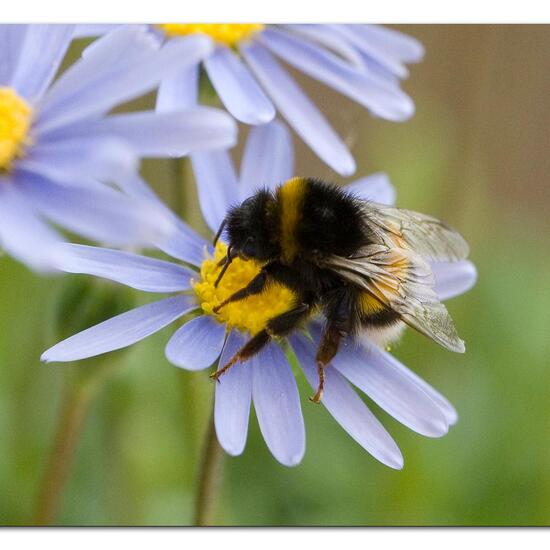 Bumble bee: Animal in habitat Garden in the NatureSpots App
